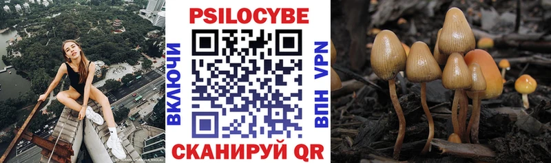 Псилоцибиновые грибы мицелий  Купить  Чернушка 